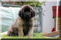 leonberger 073.jpg